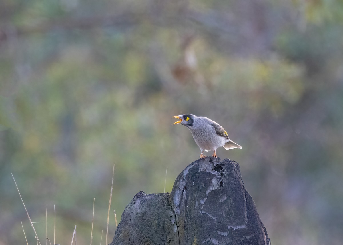 Noisy Miner - Julie Clark