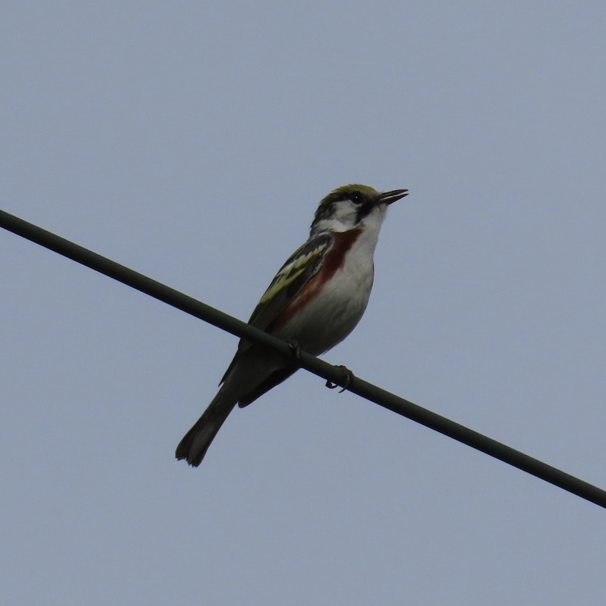 Chestnut-sided Warbler - Laurel Smith