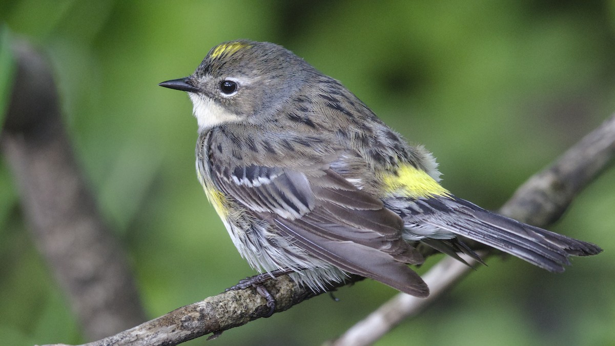 Yellow-rumped Warbler (Myrtle) - Mark Scheel