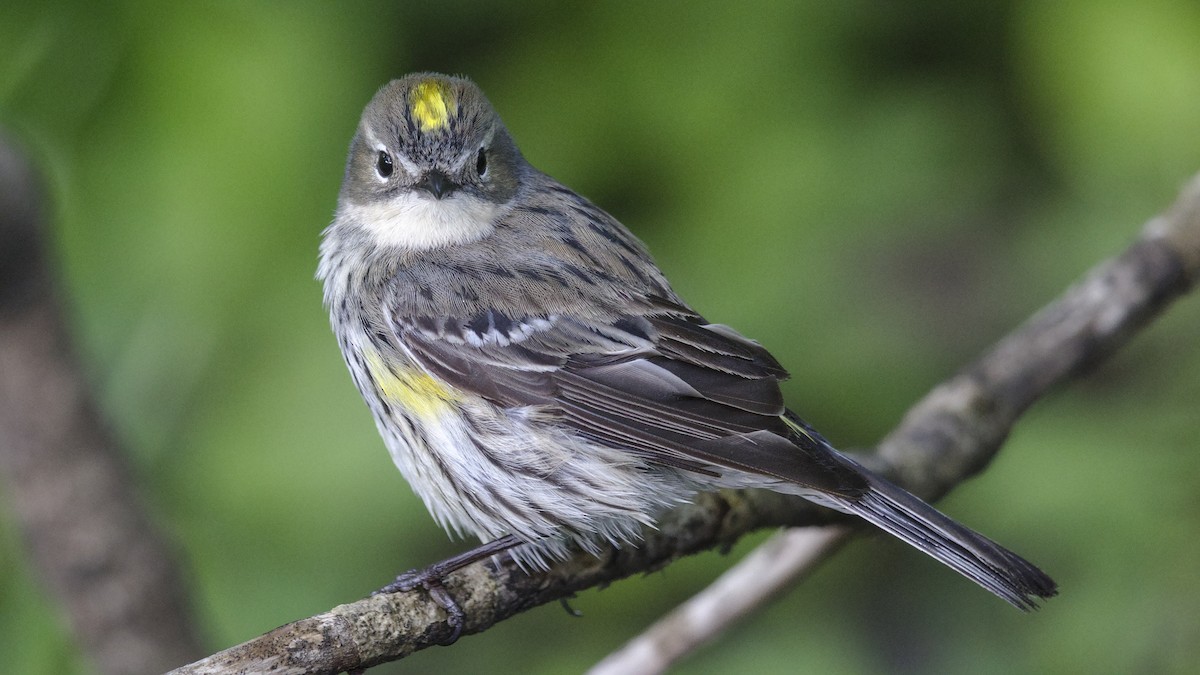 Yellow-rumped Warbler (Myrtle) - Mark Scheel