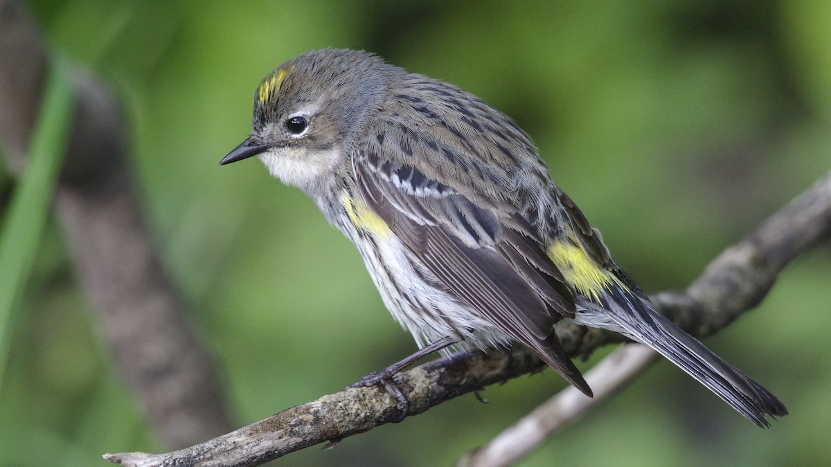 Yellow-rumped Warbler (Myrtle) - Mark Scheel