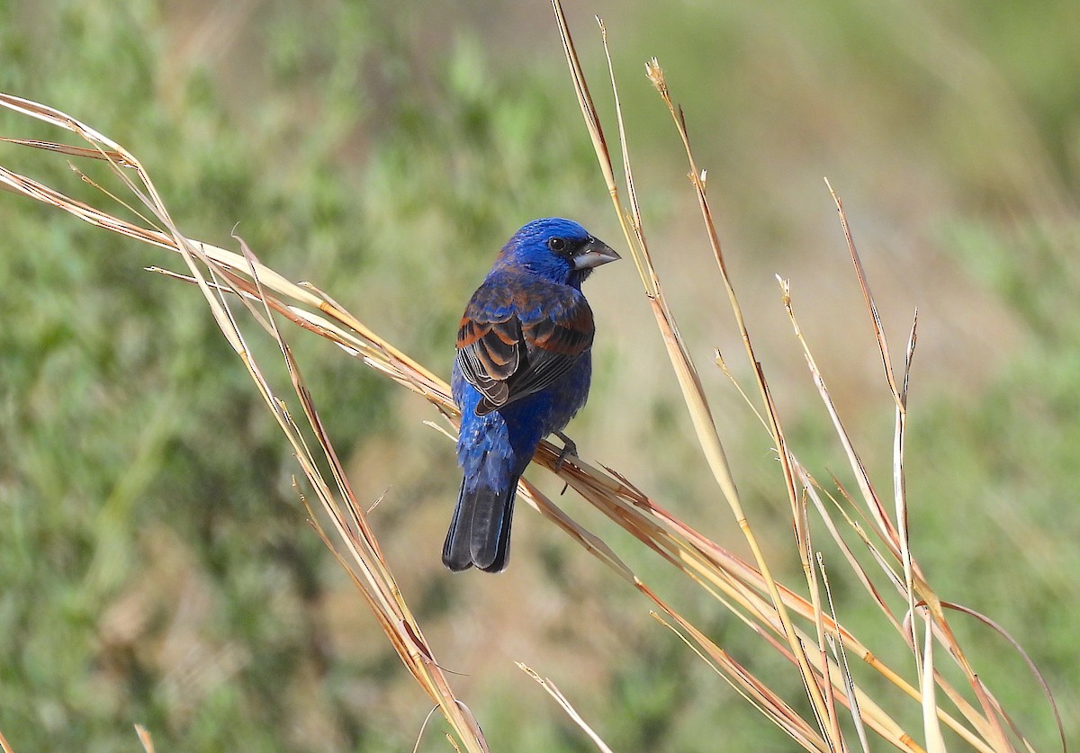 Blue Grosbeak - Ted Floyd