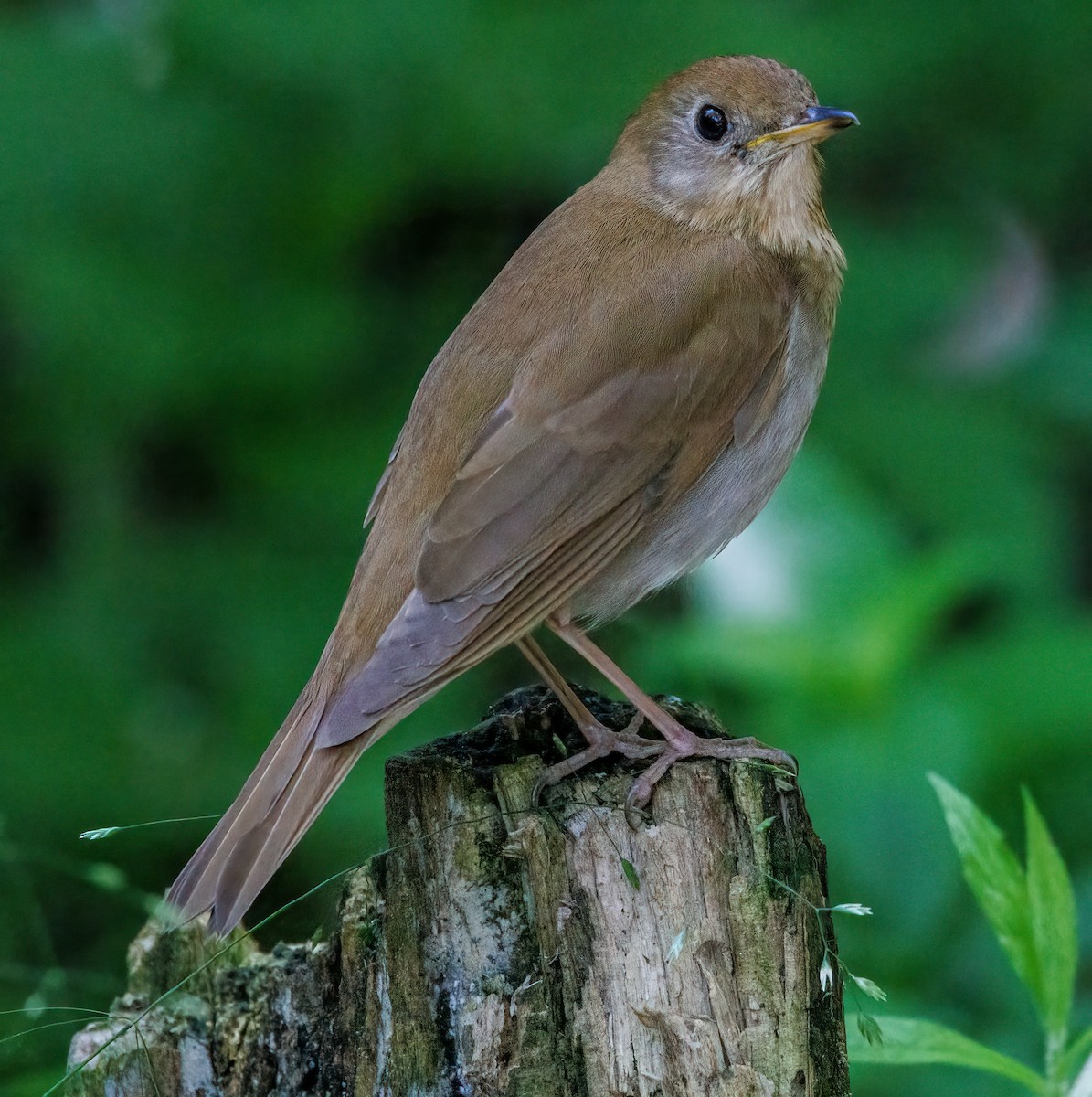 Veery - Debbie Lombardo