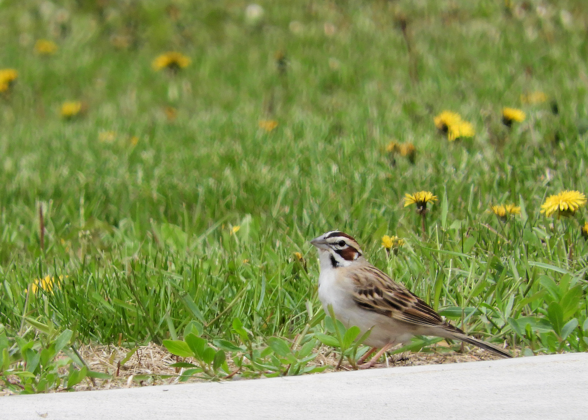 Lark Sparrow - ann carter