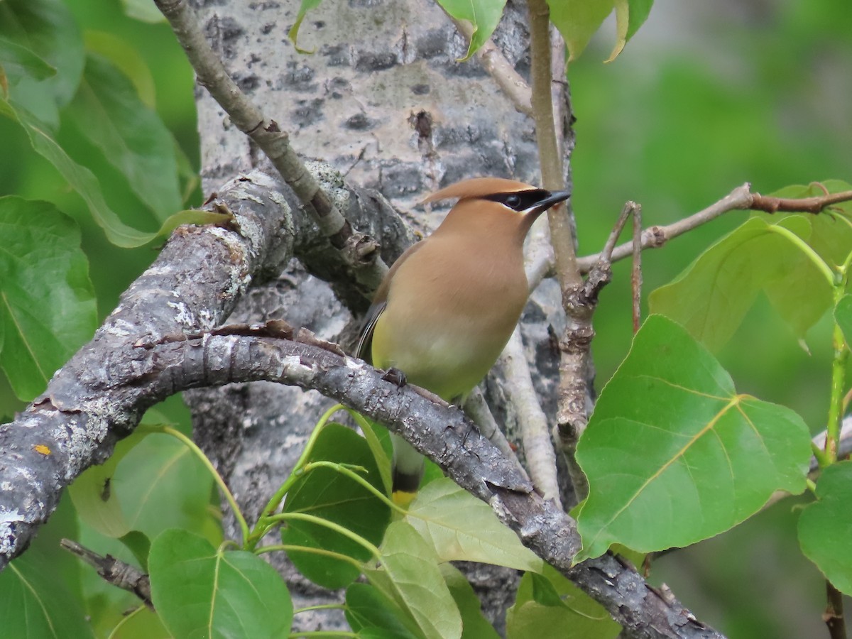 Cedar Waxwing - claude charest