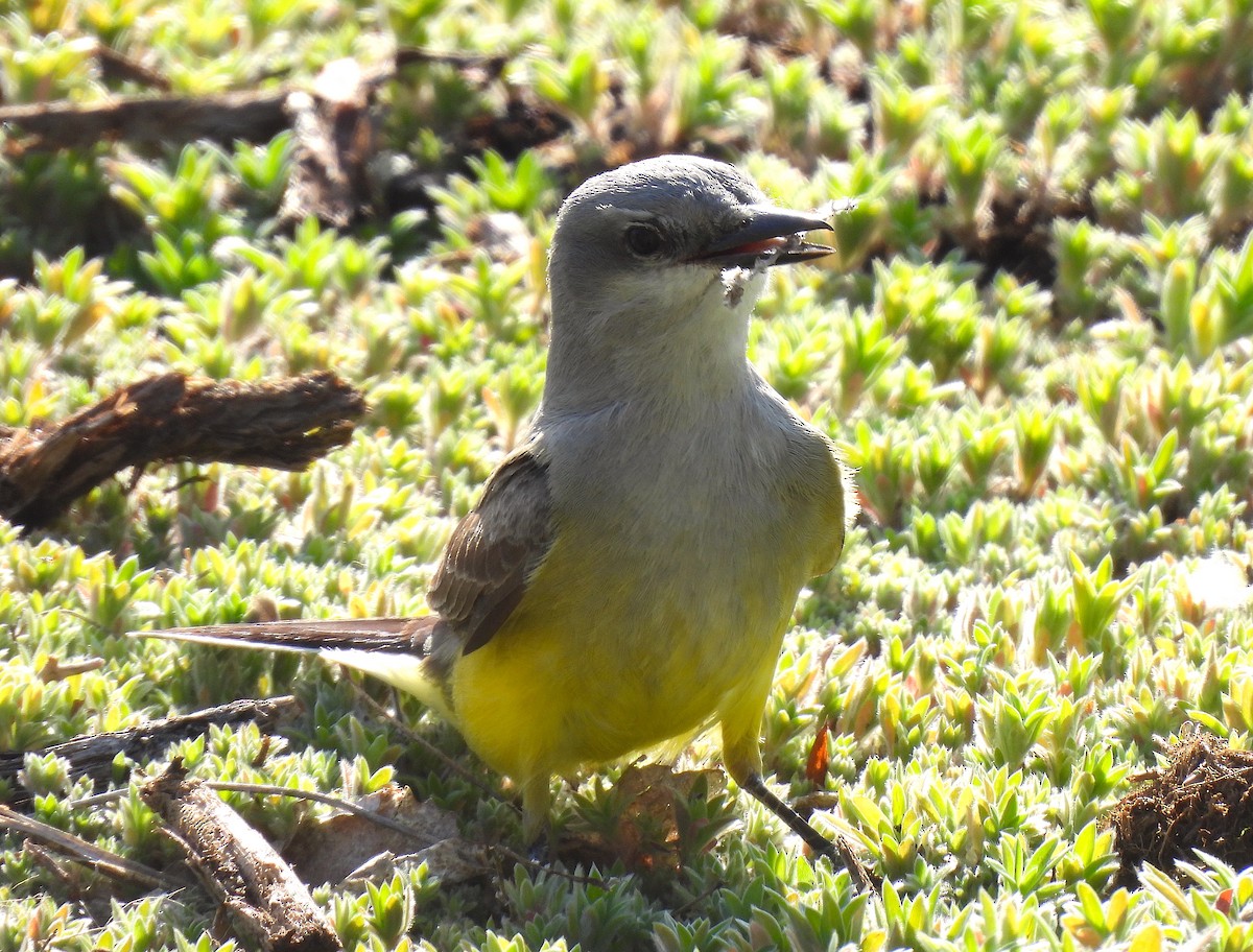 Western Kingbird - Ted Floyd