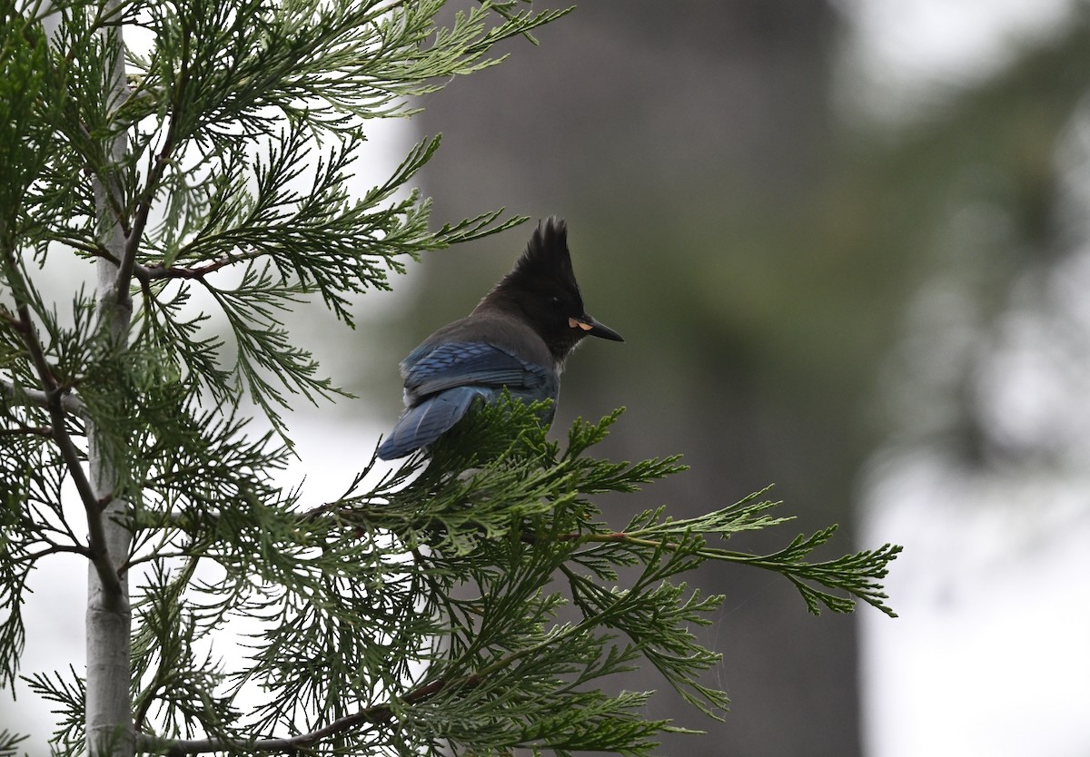 Steller's Jay - Larry Jordan