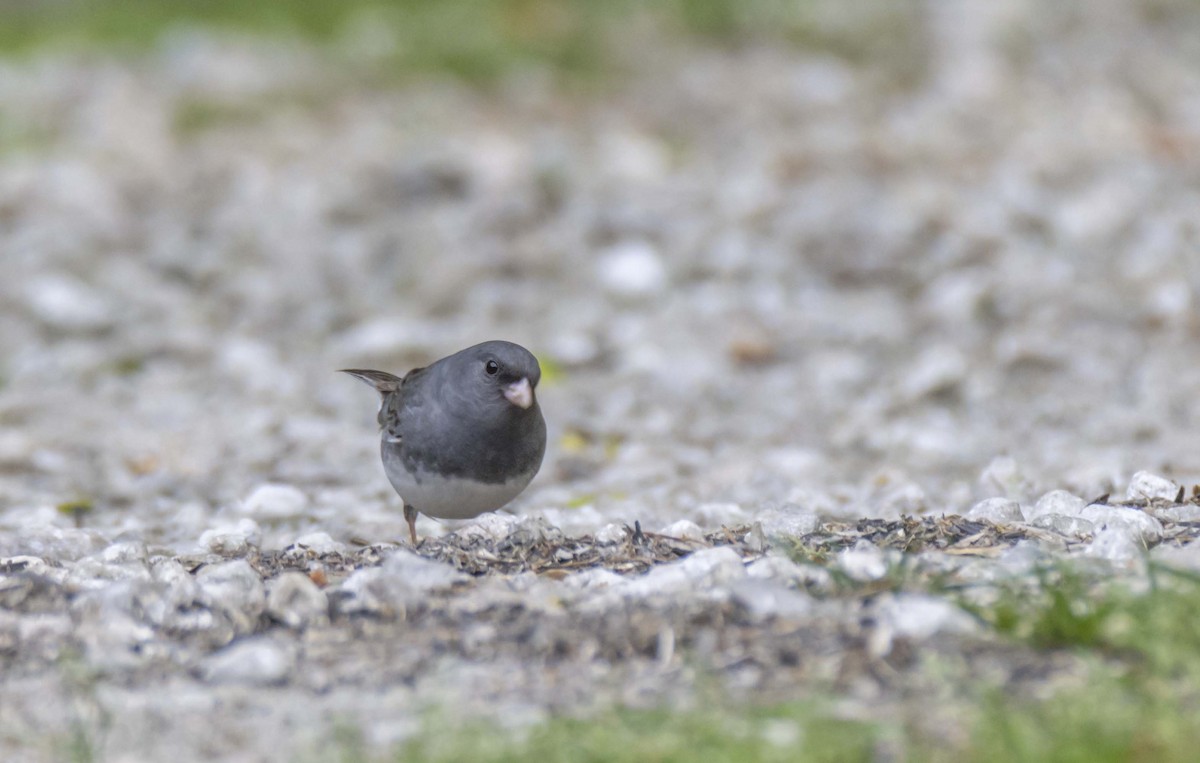 Dark-eyed Junco - Ed Wransky