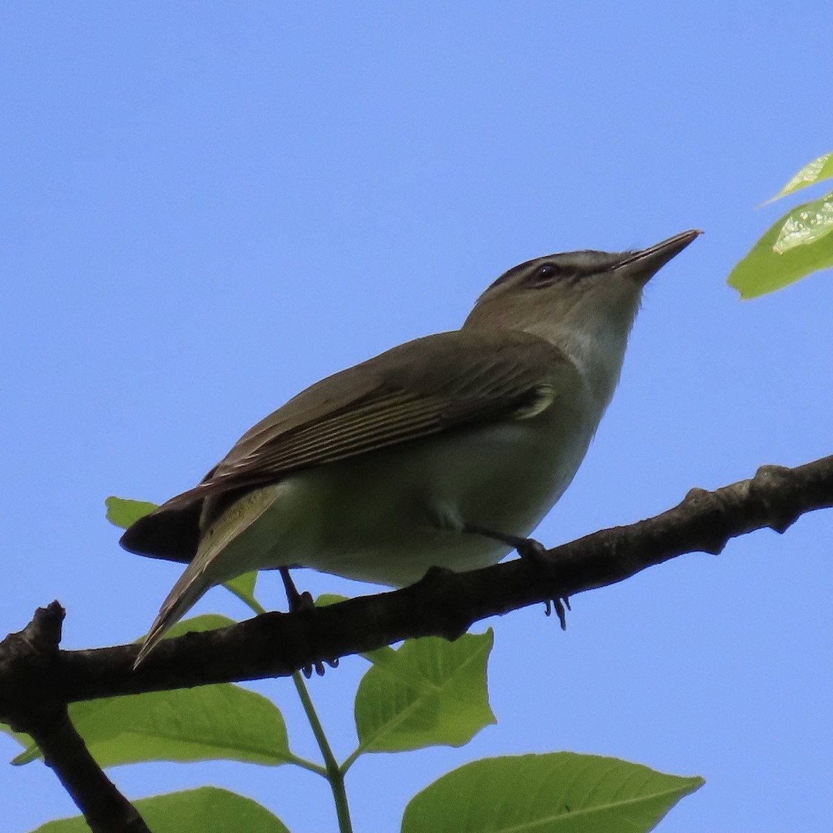 Red-eyed Vireo - Laurel Smith