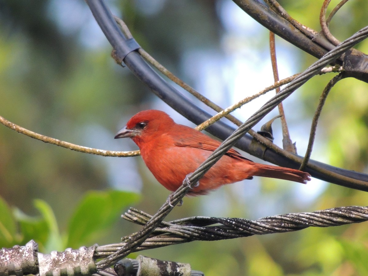 Hepatic Tanager - Roger Lambert