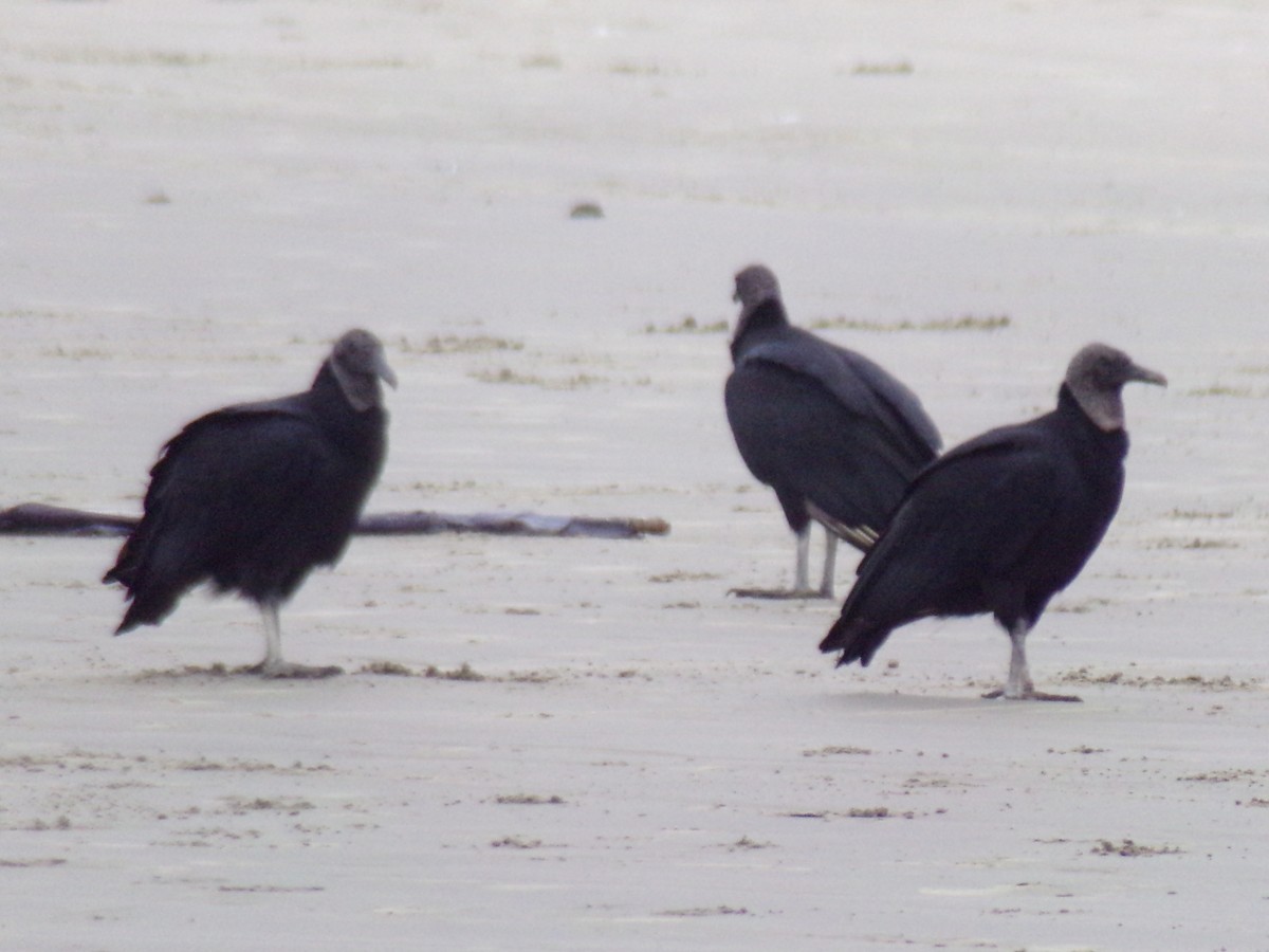 Black Vulture - Antonio Sturion Junior