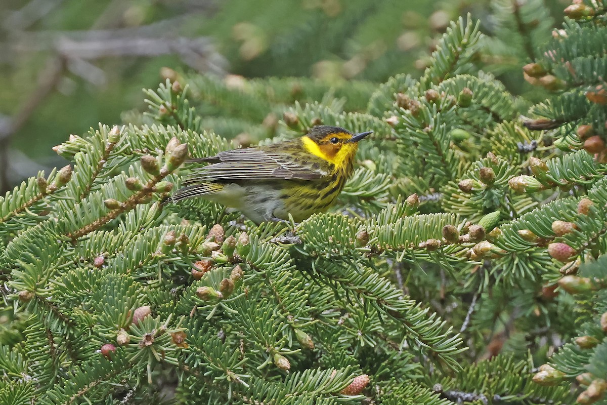 Cape May Warbler - Johanne Charette