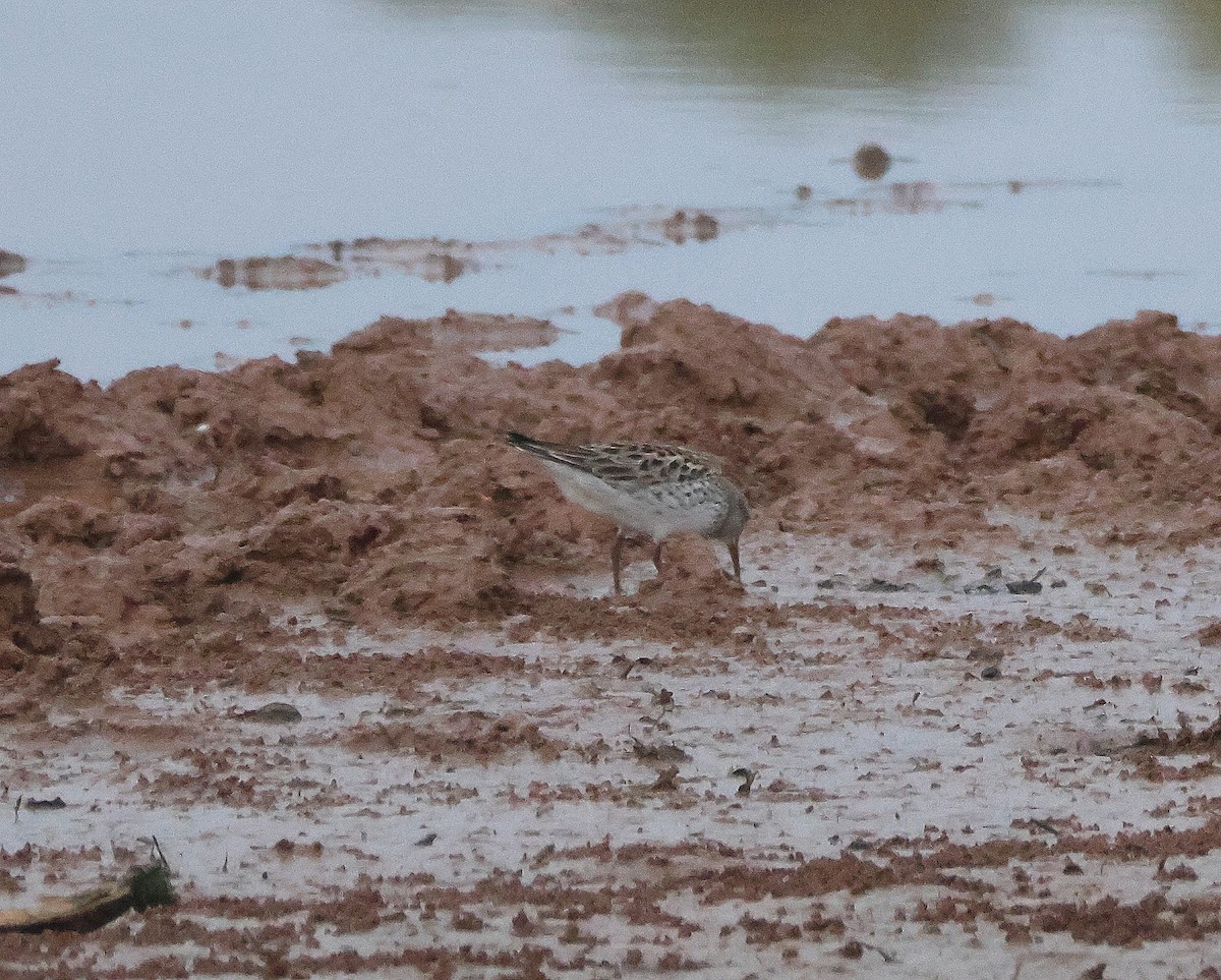 White-rumped Sandpiper - Rick Kittinger