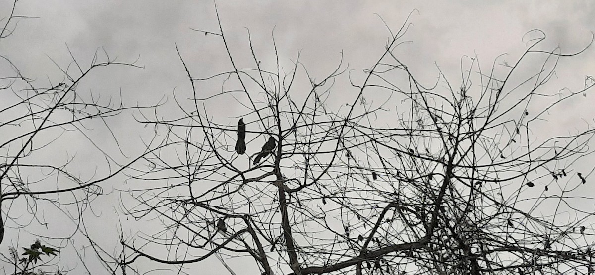 Smooth-billed Ani - Juan Ramírez