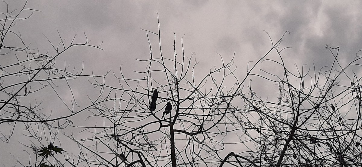 Smooth-billed Ani - ML619596653