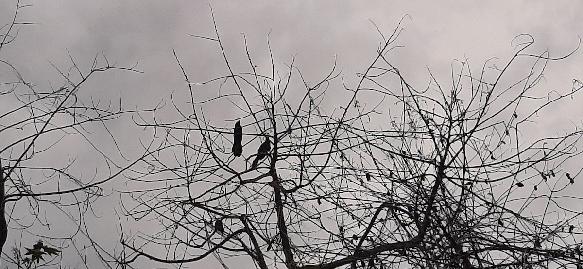 Smooth-billed Ani - Juan Ramírez