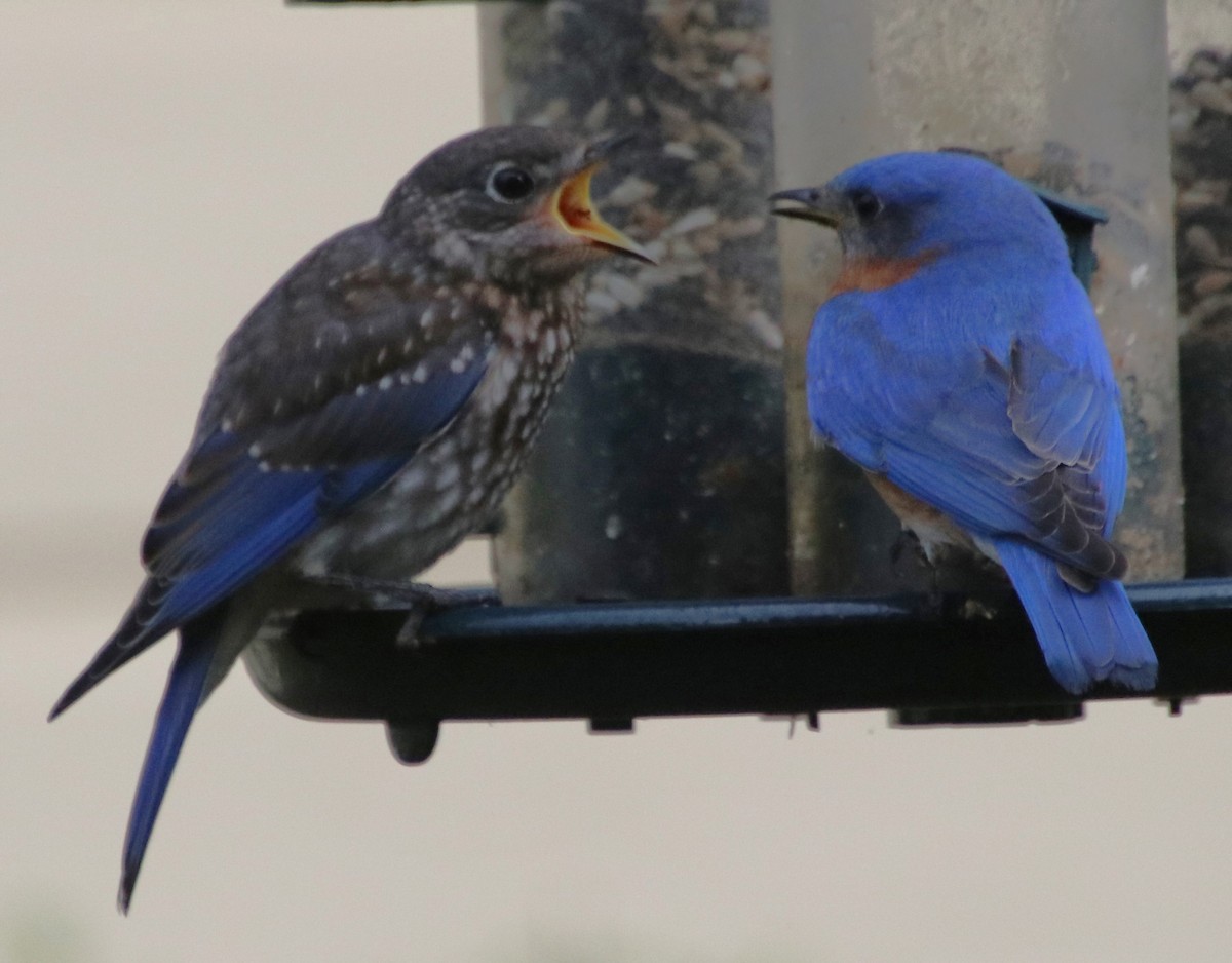 Eastern Bluebird - Betty Thomas