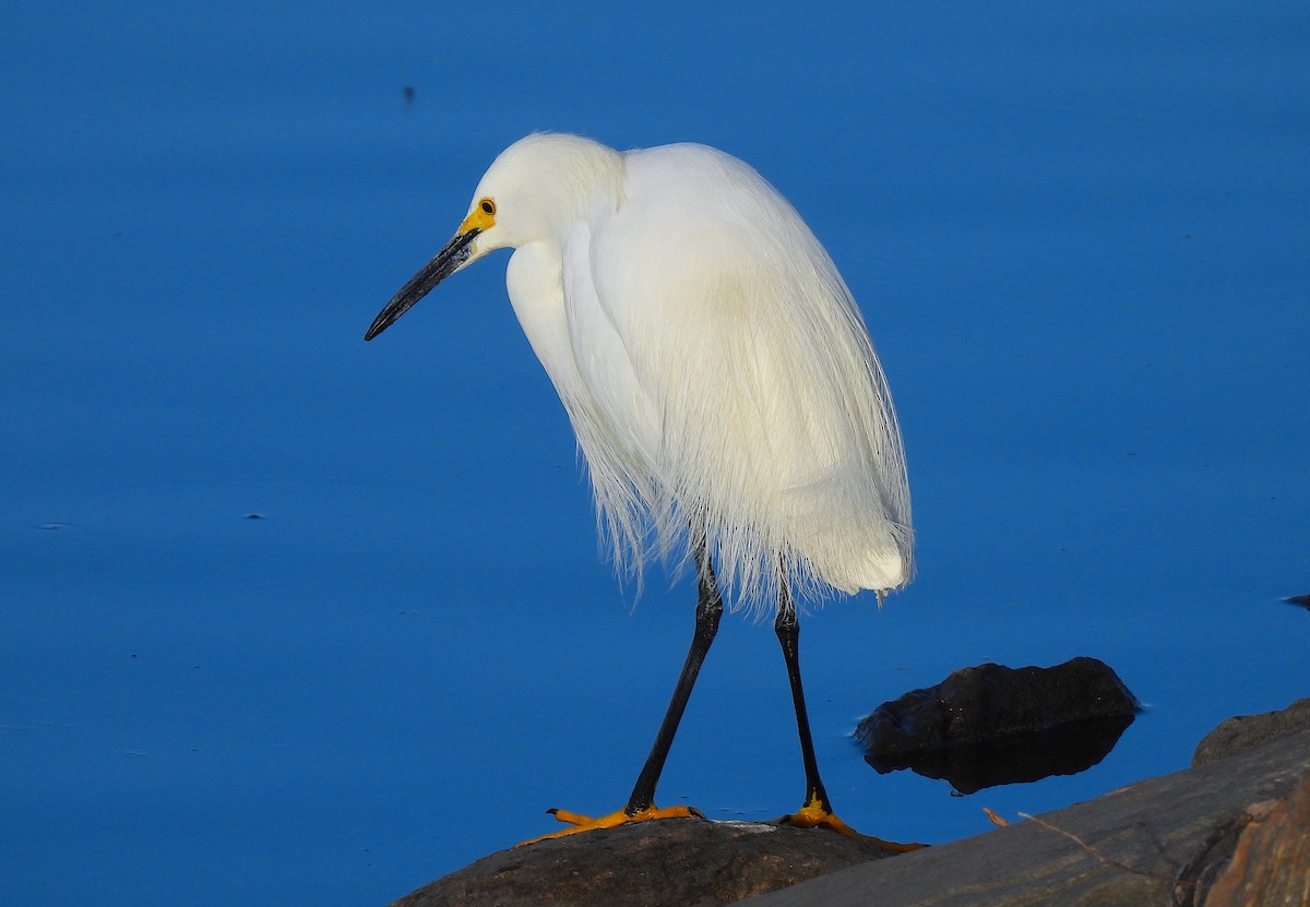 Snowy Egret - Ted Floyd