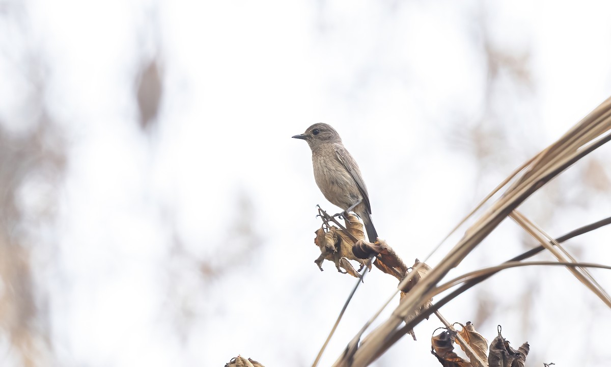 Pied Bushchat - Paul Fenwick