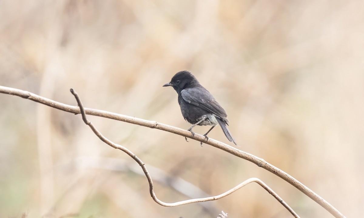 Pied Bushchat - Paul Fenwick