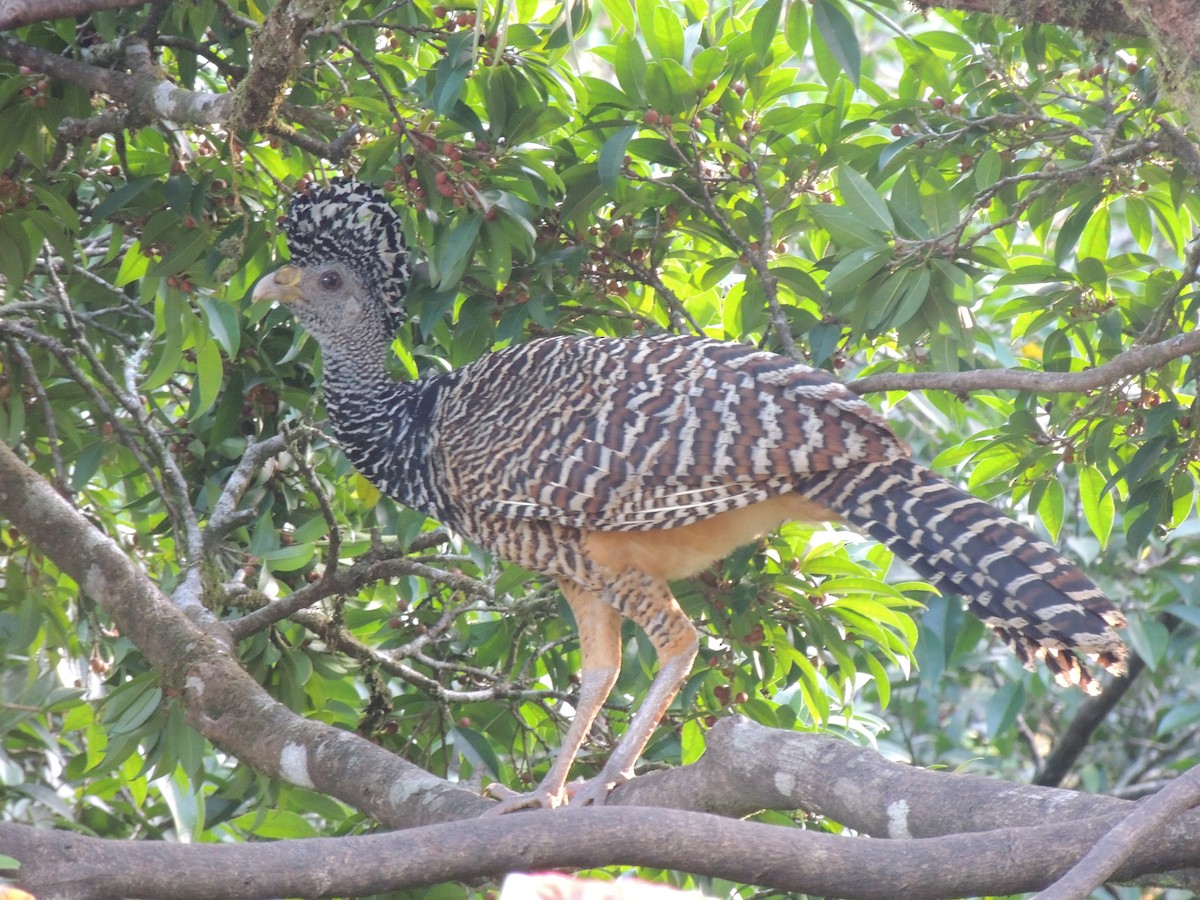 Great Curassow - Roger Lambert