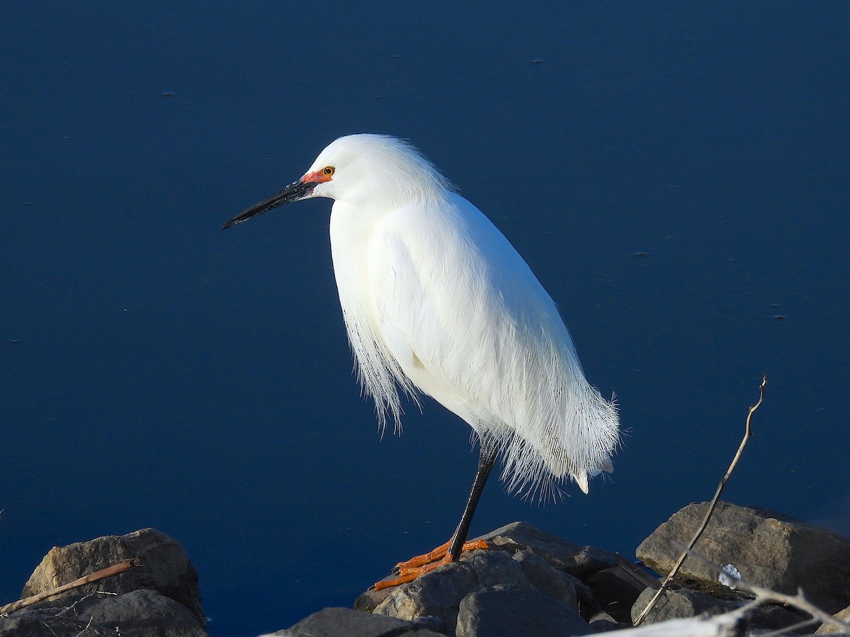 Snowy Egret - Ted Floyd