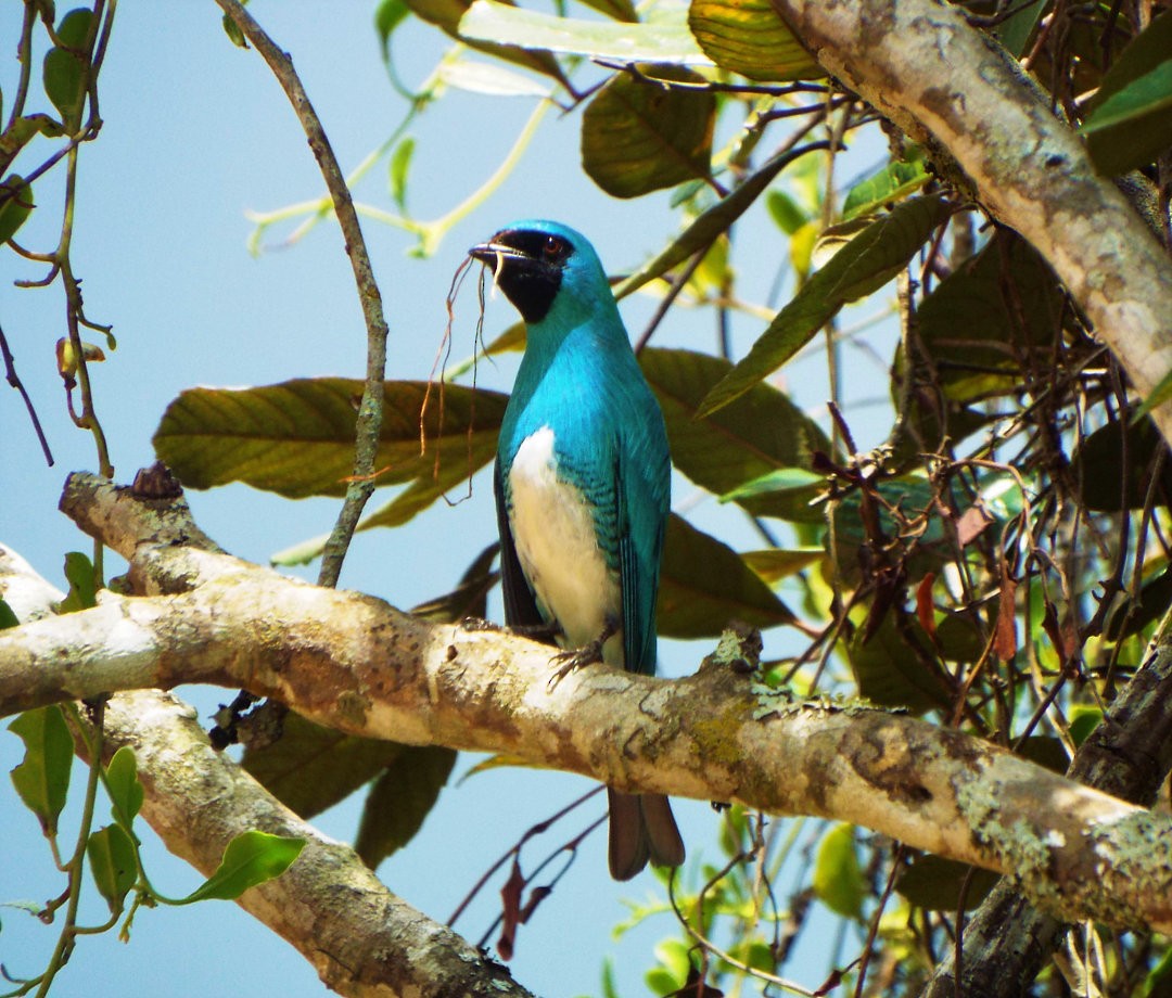 Swallow Tanager - Henrique Heidi Horiyshi