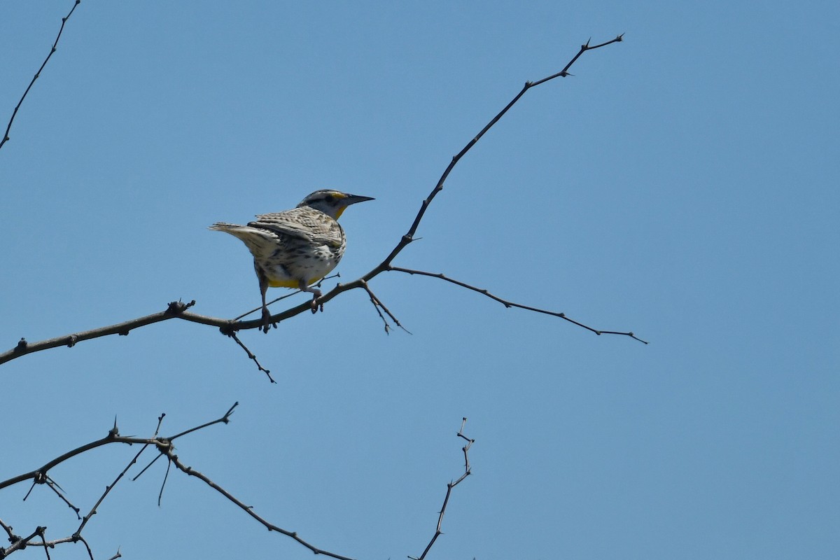 Chihuahuan Meadowlark - ML619596677