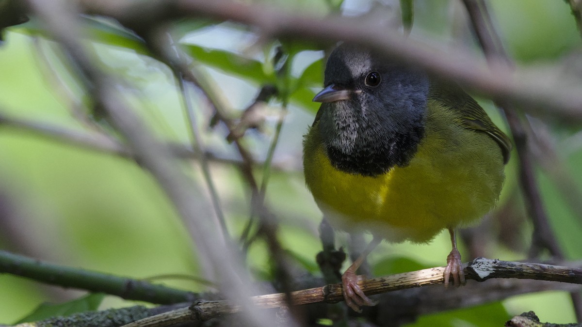 Mourning Warbler - Mark Scheel