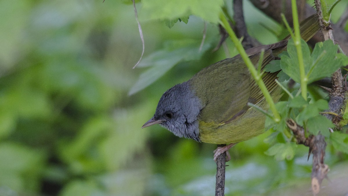 Mourning Warbler - Mark Scheel