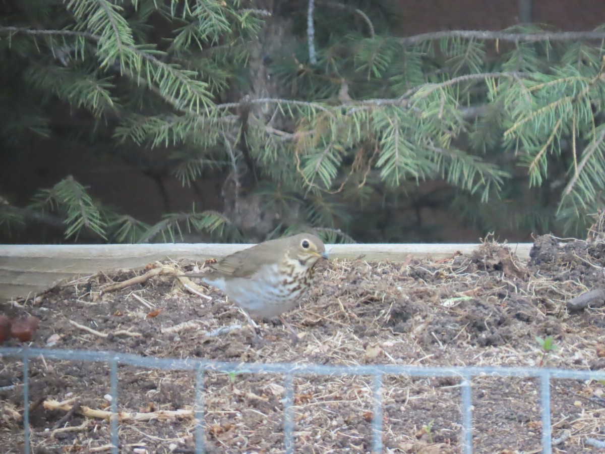 Swainson's Thrush - Mark Gorges