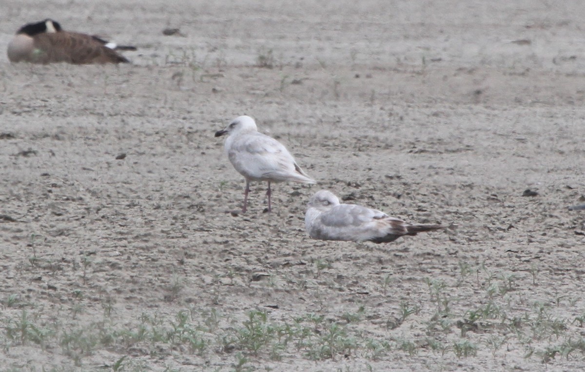 Gaviota Groenlandesa - ML619596699