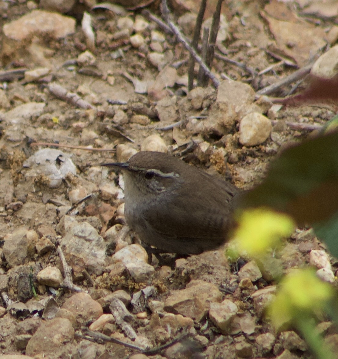 Bewick's Wren - Caitlin Eldridge