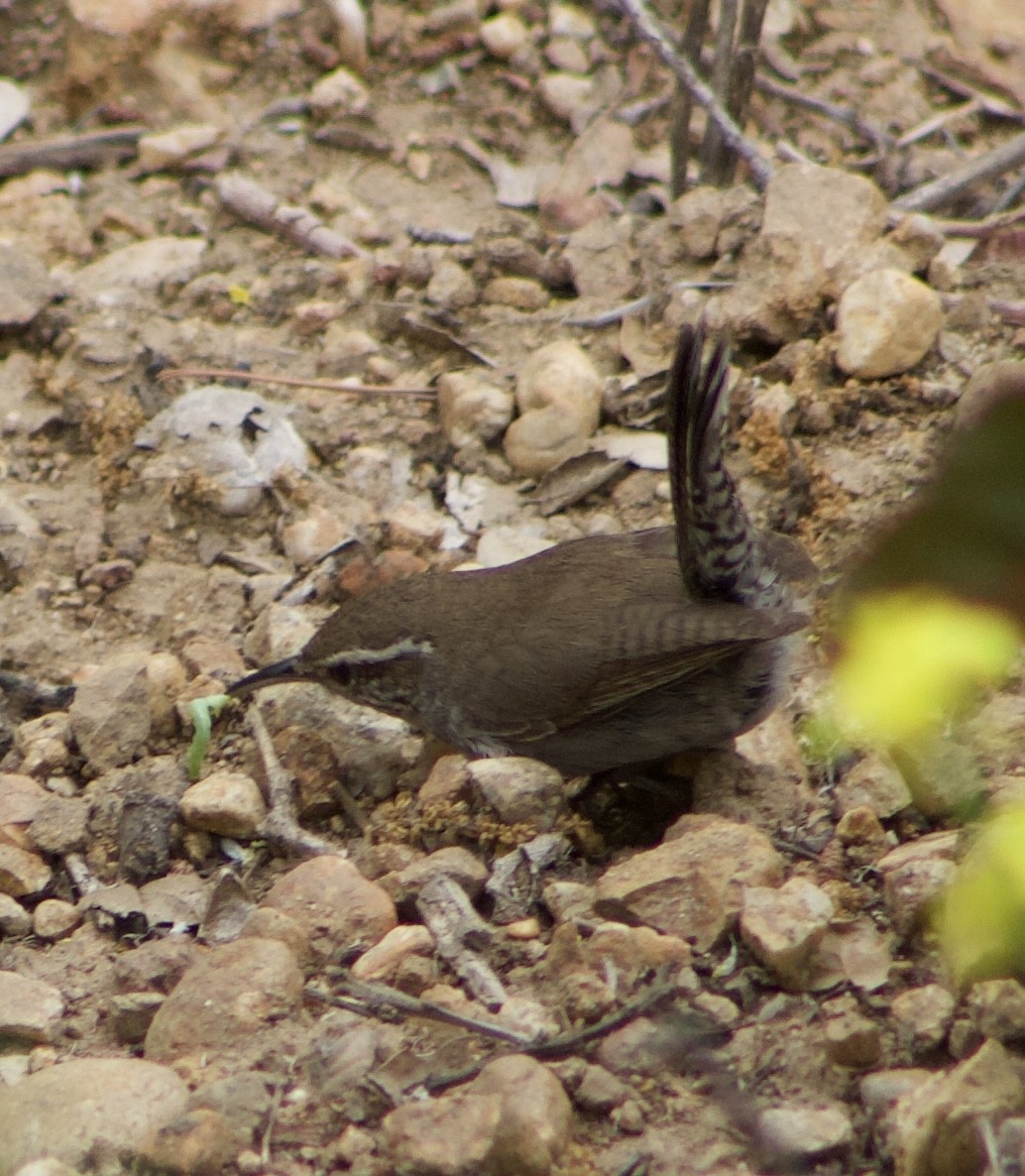 Bewick's Wren - Caitlin Eldridge