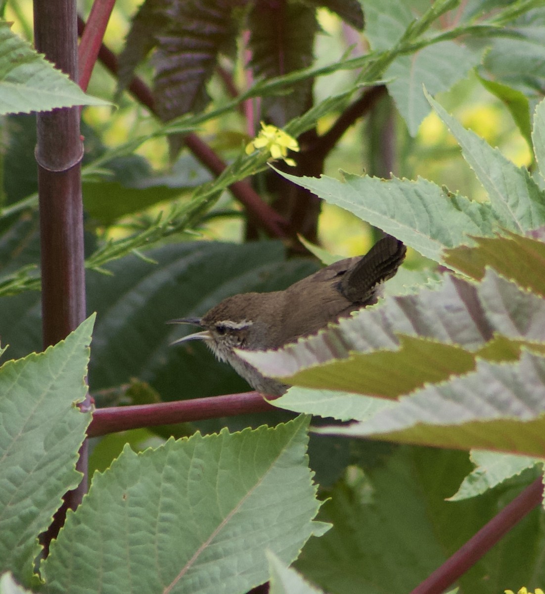 Bewick's Wren - Caitlin Eldridge