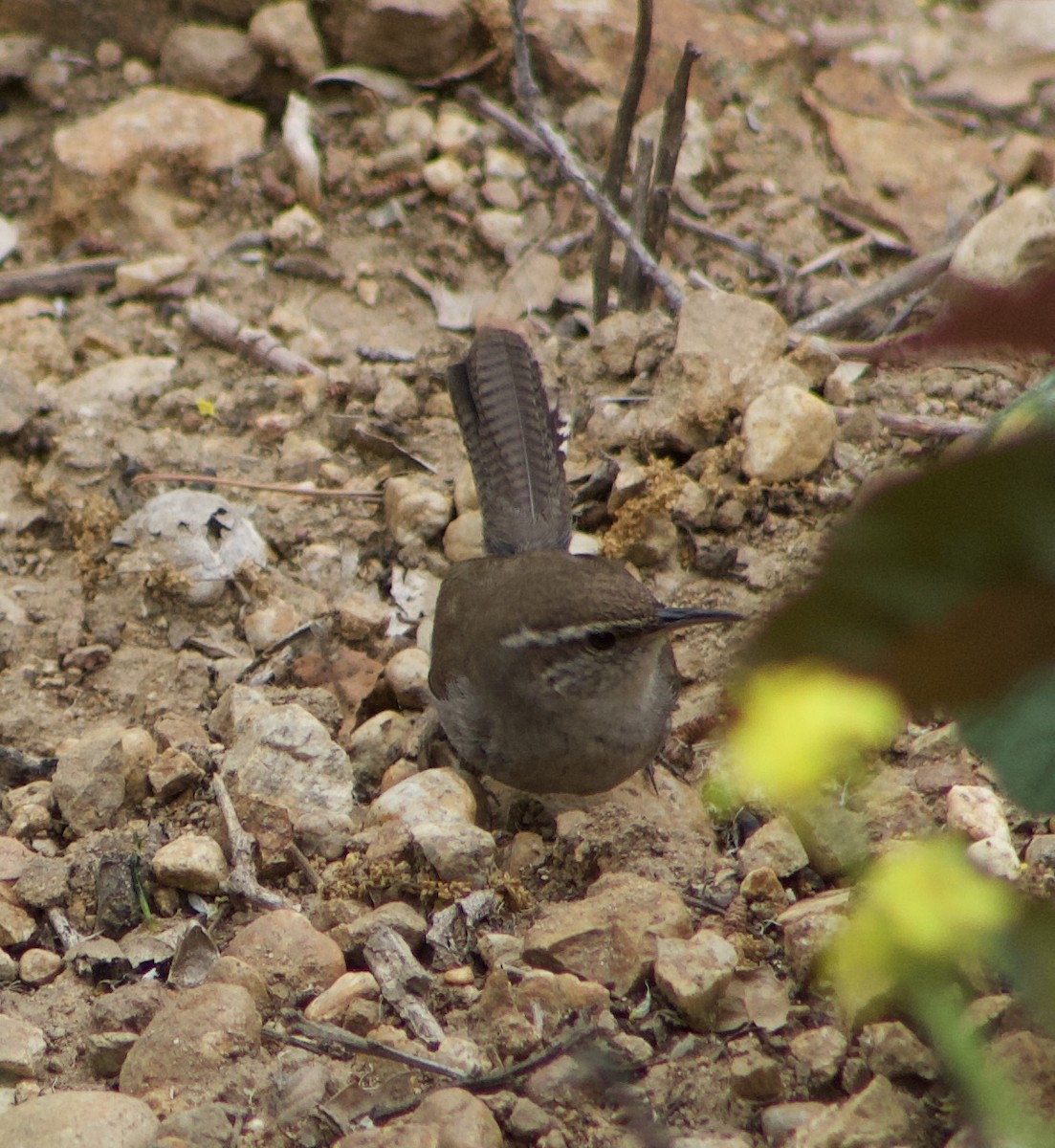 Bewick's Wren - Caitlin Eldridge