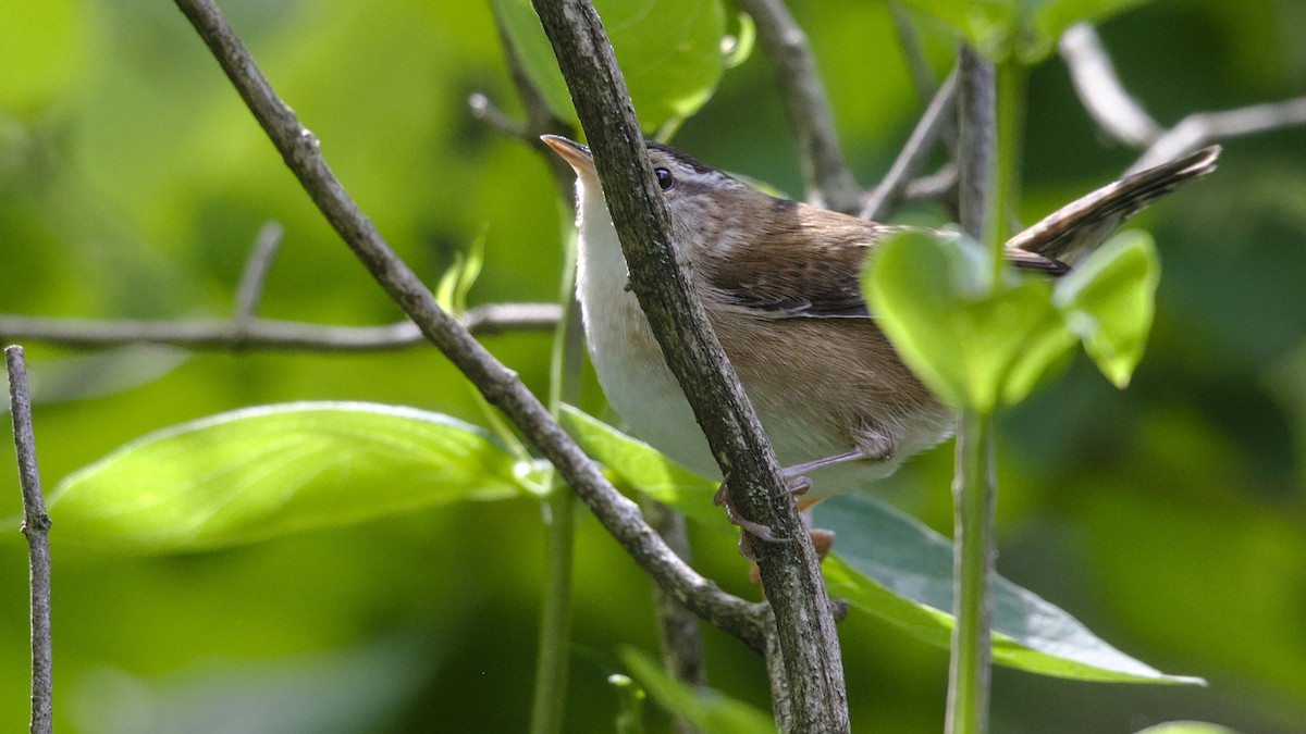 Marsh Wren - Mark Scheel