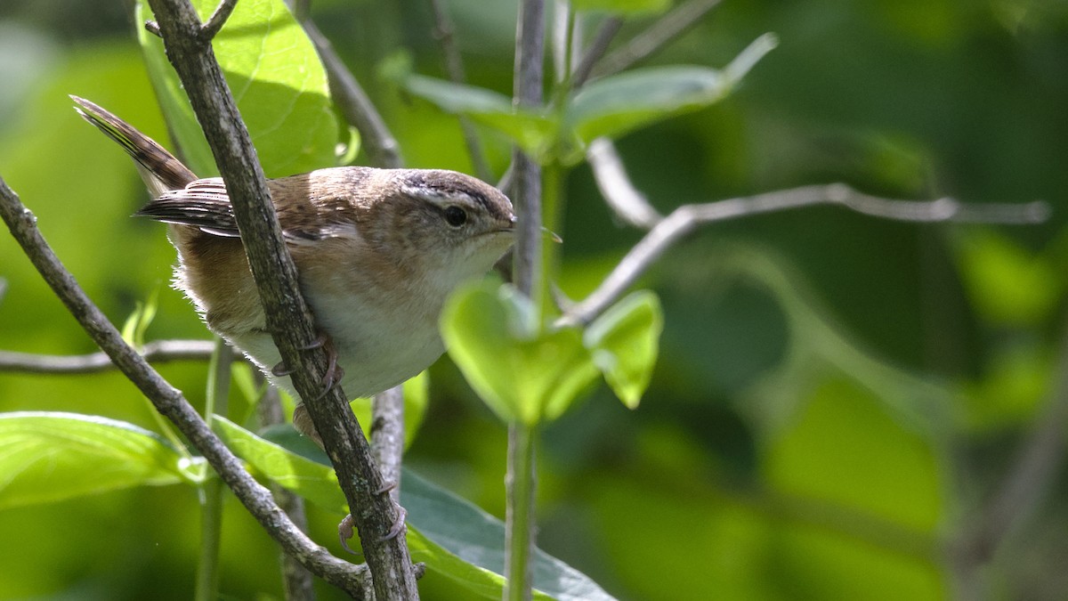 Marsh Wren - Mark Scheel