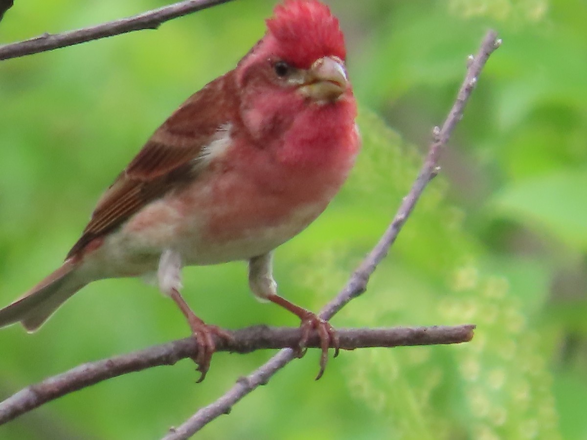 Purple Finch - claude charest