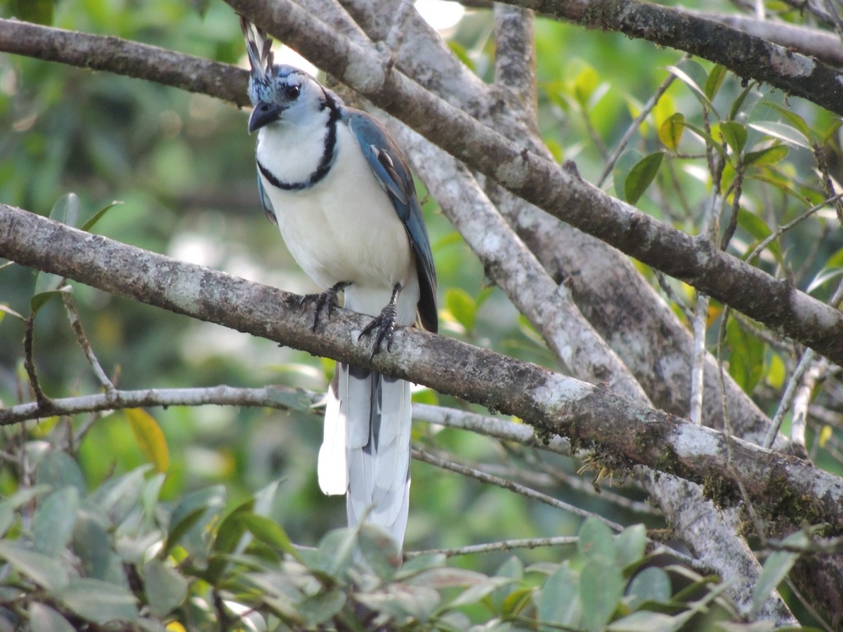 White-throated Magpie-Jay - Roger Lambert