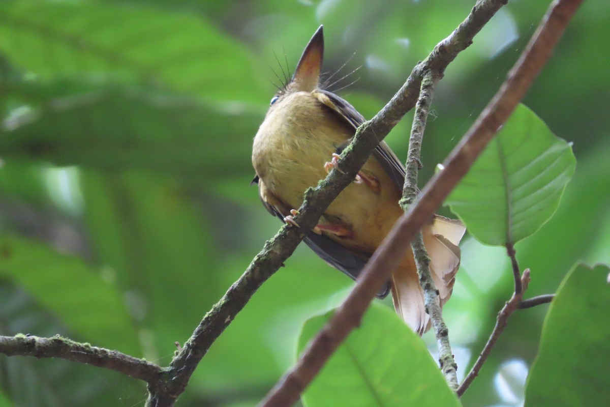 Tropical Royal Flycatcher - David Brinkman