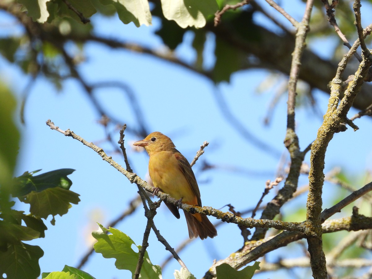 Summer Tanager - Monica Rose