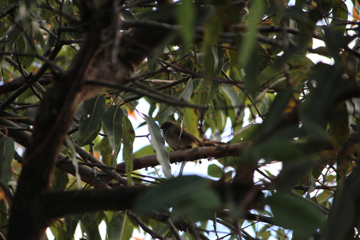 Australian Rufous Fantail - Josiah Jackson