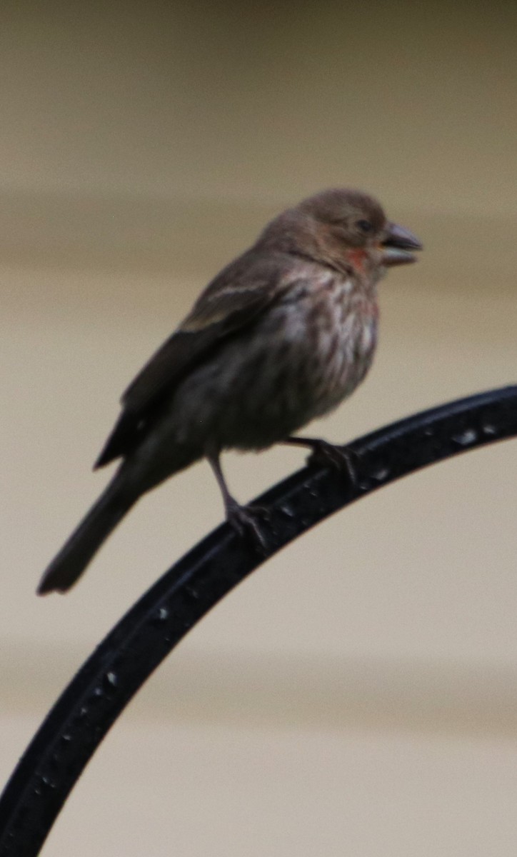 House Finch - Betty Thomas