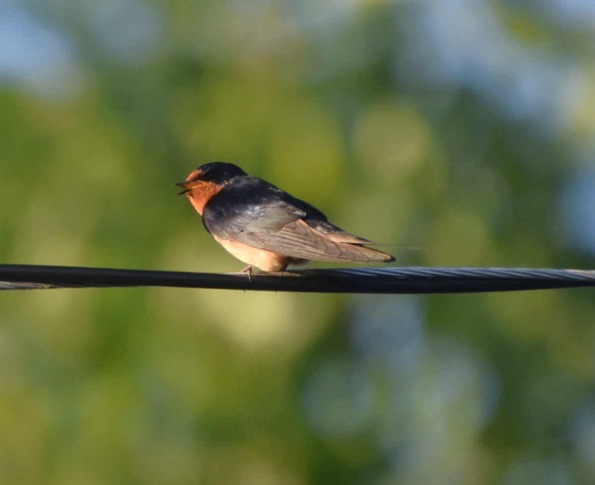 Barn Swallow - ML619596753