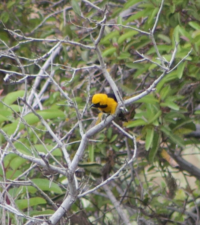 Hooded Oriole - Caitlin Eldridge