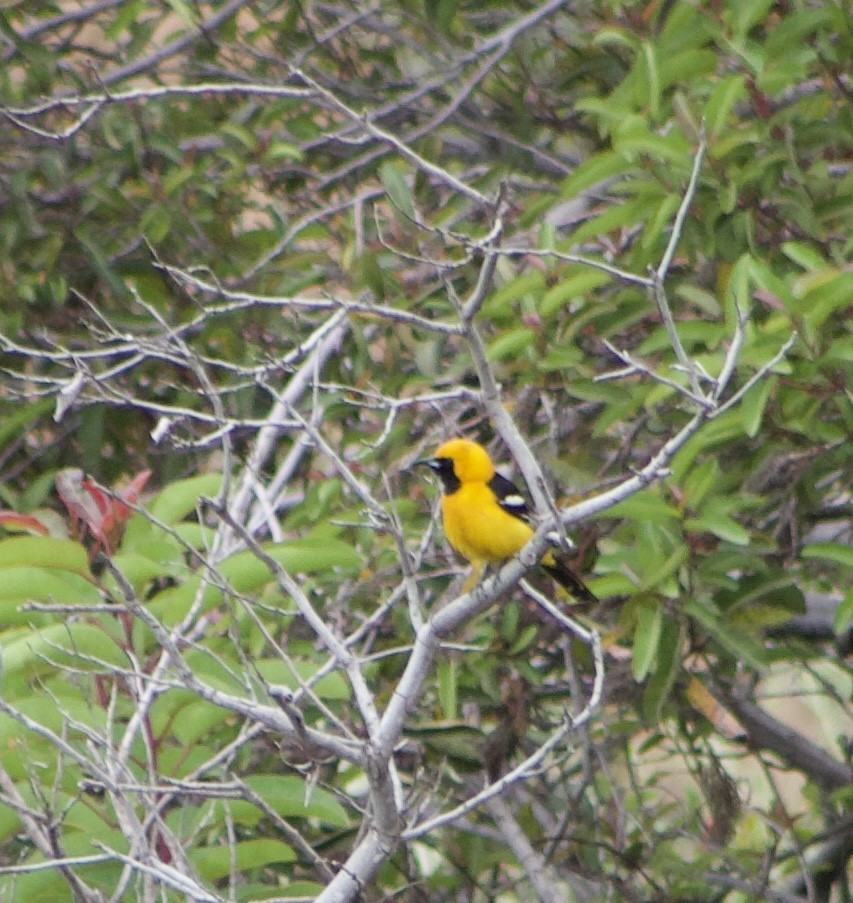 Hooded Oriole - Caitlin Eldridge