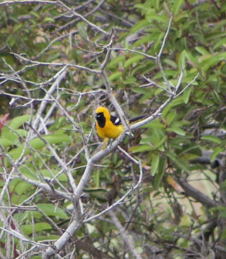 Hooded Oriole - Caitlin Eldridge