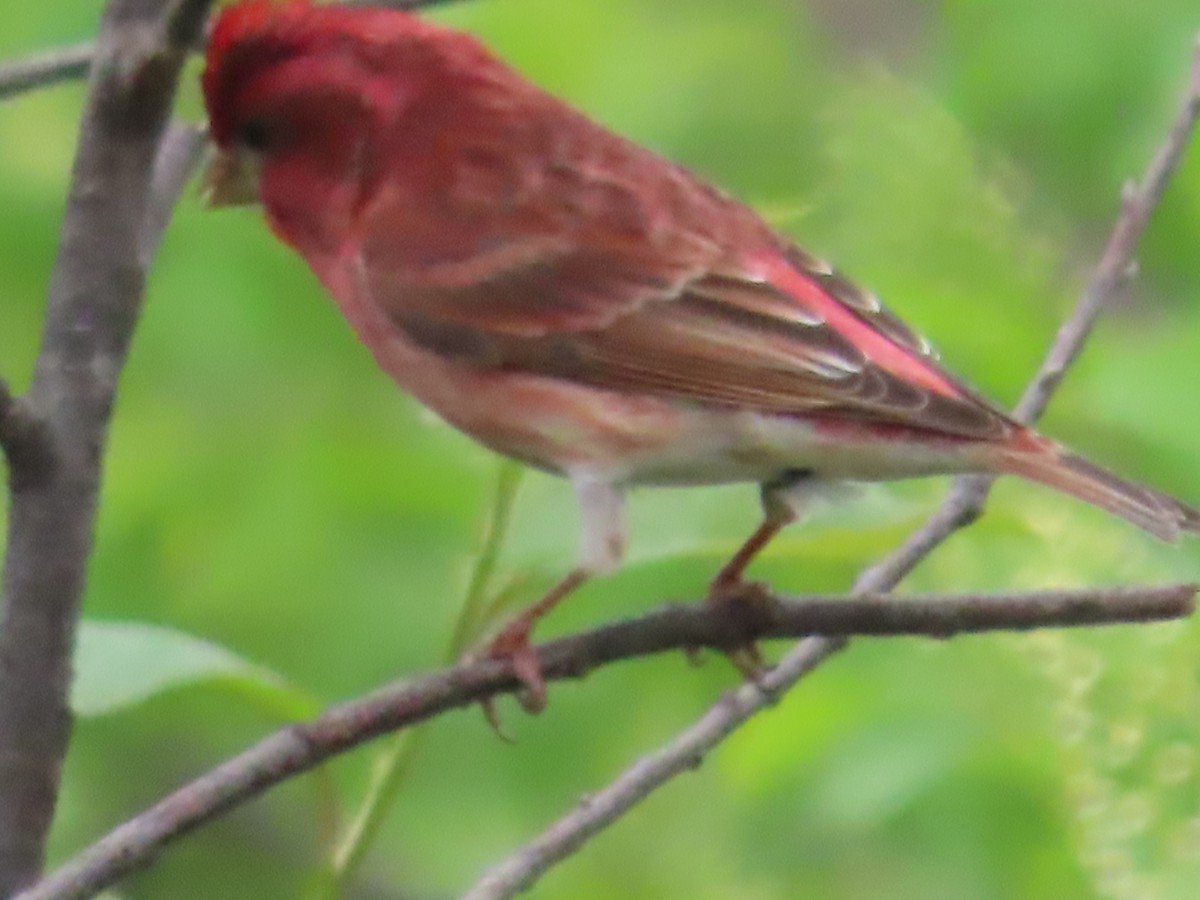 Purple Finch - claude charest