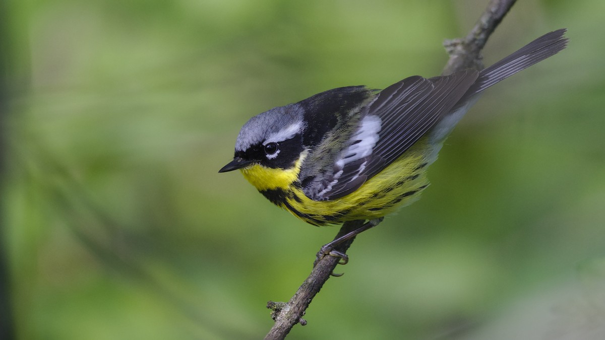 Magnolia Warbler - Mark Scheel